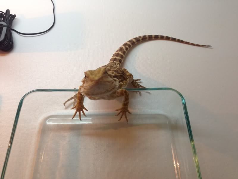 How to [Potty] Train Your Dragons and other tips • Bearded Dragon . org